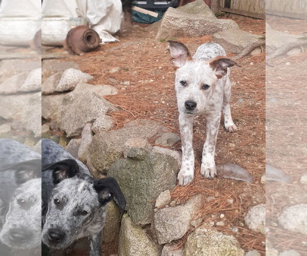 Medium Photo #7 Mutt Puppy For Sale in Garden City, NY, USA