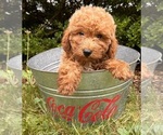 Small #2 Goldendoodle (Miniature)