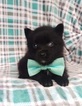 Small Photo #7 Pomsky Puppy For Sale in EDEN, PA, USA
