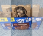 Small Photo #322 Yorkshire Terrier Puppy For Sale in AKRON, OH, USA