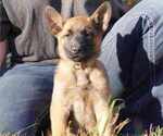 Puppy F4 Belgian Malinois