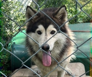 German Shepherd Dog-Siberian Husky Mix Dogs for adoption in DIXON, KY, USA