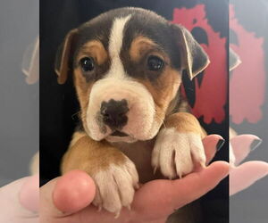 Mutt Dogs for adoption in Forest, VA, USA