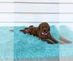 Small Photo #1 Goldendoodle (Miniature) Puppy For Sale in ORLANDO, FL, USA