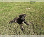 Small Rottweiler Mix