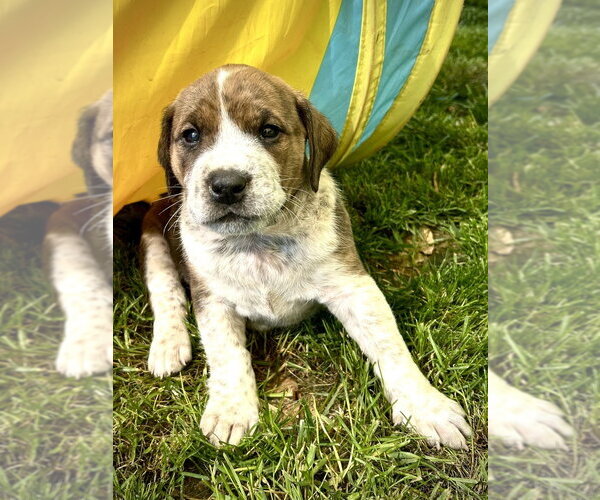 Medium Photo #3 Mutt Puppy For Sale in Mooresville, NC, USA
