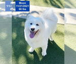 Small #11 Samoyed