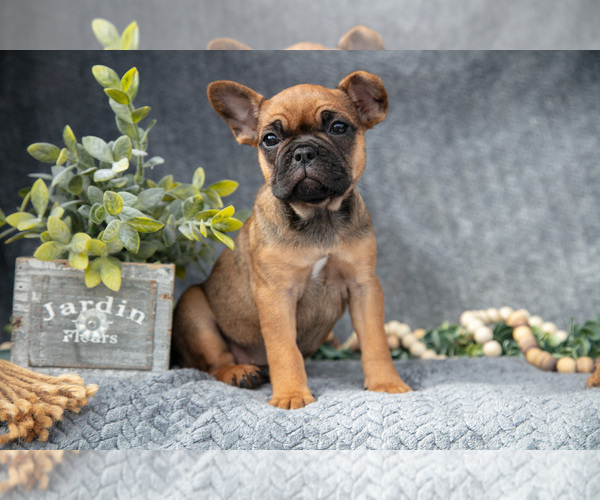 Medium Photo #2 Faux Frenchbo Bulldog-French Bulldog Mix Puppy For Sale in NEW CONCORD, OH, USA