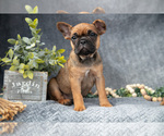 Small #1 Faux Frenchbo Bulldog-French Bulldog Mix