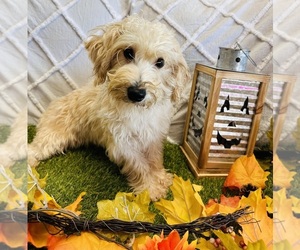 Yo-Chon Puppy for sale in CINCINNATI, OH, USA