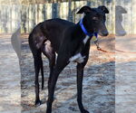 Small #4 Greyhound