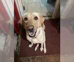 Small Photo #1 Labrador Retriever Puppy For Sale in BARTLETT, IL, USA