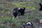 Small Photo #9 German Shepherd Dog Puppy For Sale in REDFIELD, AR, USA