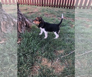 Beagle Puppy for Sale in TAHOKA, Texas USA
