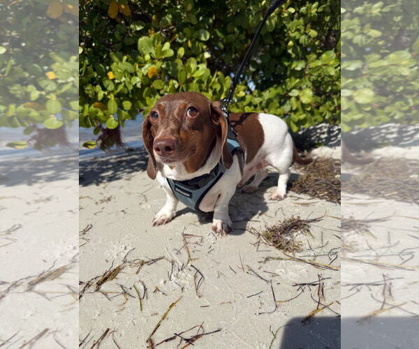 Medium Photo #1 Dachshund Puppy For Sale in Fruitland, SC, USA