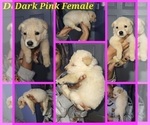 Puppy Dark pink Yorkshire Terrier