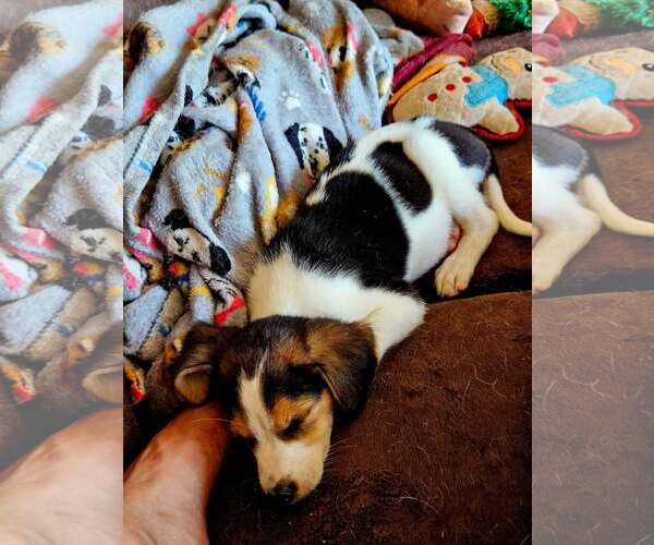 Medium Photo #3 Coonhound Puppy For Sale in Rustburg, VA, USA