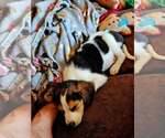 Small #2 Coonhound