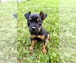 Small Mutt
