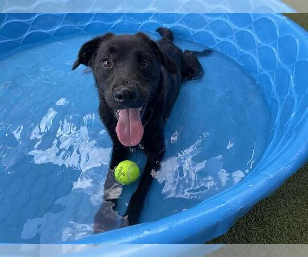 Medium Photo #2 Borador Puppy For Sale in Waco, TX, USA