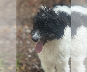 Bernedoodle Puppy for sale in BROADWAY, NC, USA