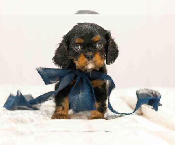 Medium Photo #1 Cavalier King Charles Spaniel Puppy For Sale in WAXAHACHIE, TX, USA