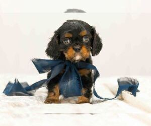 Medium Cavalier King Charles Spaniel