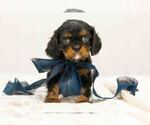 Puppy Bear Cavalier King Charles Spaniel