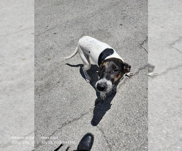 Medium Photo #1 American Staffordshire Terrier-Unknown Mix Puppy For Sale in San Antonio, TX, USA
