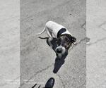 Small American Staffordshire Terrier Mix