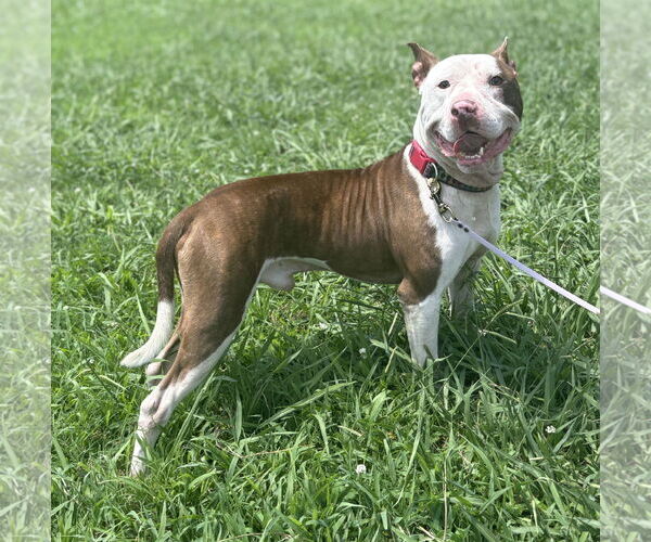 Medium Photo #1 American Pit Bull Terrier-Unknown Mix Puppy For Sale in Virginia Beach, VA, USA