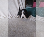 Small Photo #8 Basset Hound Puppy For Sale in PETERSBURG, IN, USA