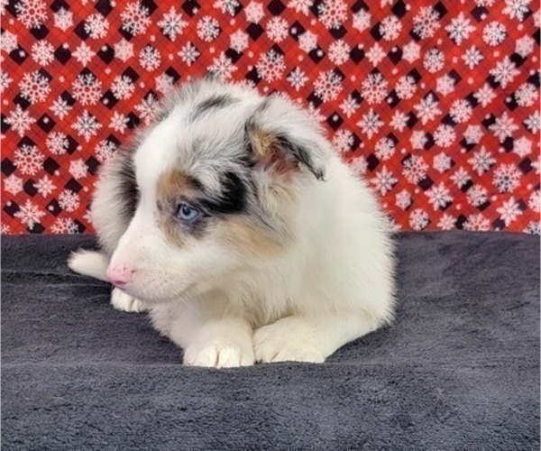 Medium Photo #10 Border Collie Puppy For Sale in BLAKESBURG, IA, USA