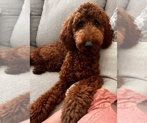 Irish Doodle Puppy for sale in SNEADS FERRY, NC, USA