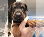 Puppy Duchess Doberman Pinscher