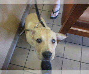 Labrador Retriever-Unknown Mix Dogs for adoption in Ocala, FL, USA