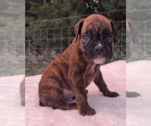 Boxer Puppy for sale in PAWNEE CITY, NE, USA