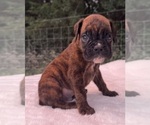 Small Boxer