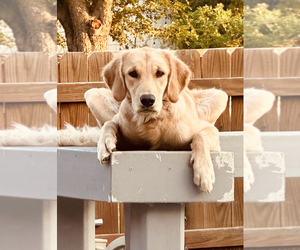 Golden Retriever Puppy for Sale in MANSFIELD, Texas USA