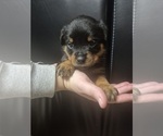Small Photo #10 Rottweiler Puppy For Sale in TAUNTON, MA, USA