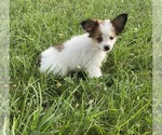 Small #4 Papillon