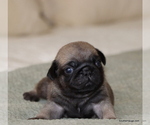 Puppy Max Pug