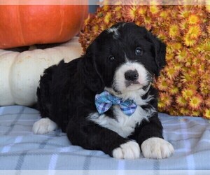 Bernedoodle Puppy for sale in COSHOCTON, OH, USA