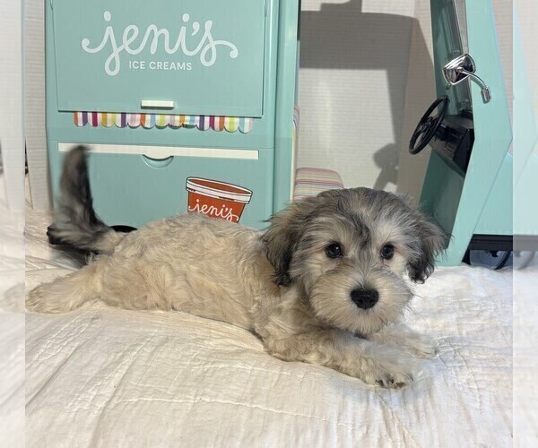 Medium Photo #3 Chonzer Puppy For Sale in MORENO VALLEY, CA, USA