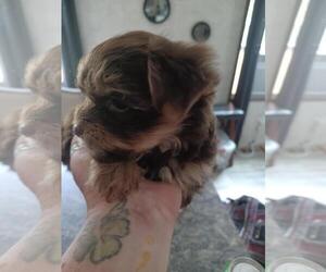 Yorkshire Terrier Puppy for sale in COLTON, NY, USA