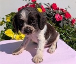 Small #1 Cocker Spaniel