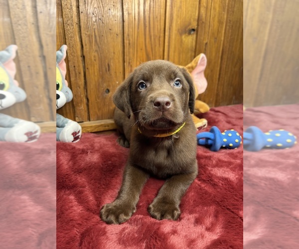 Medium Photo #8 Labrador Retriever Puppy For Sale in NEOLA, WV, USA