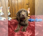 Small #7 Labrador Retriever