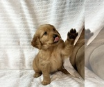 Small Photo #7 Golden Retriever Puppy For Sale in BRANDON, FL, USA
