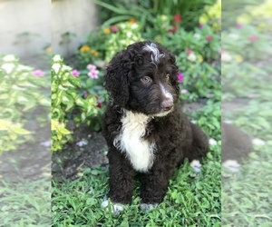 Aussiedoodle Puppy for sale in BURKESVILLE, KY, USA